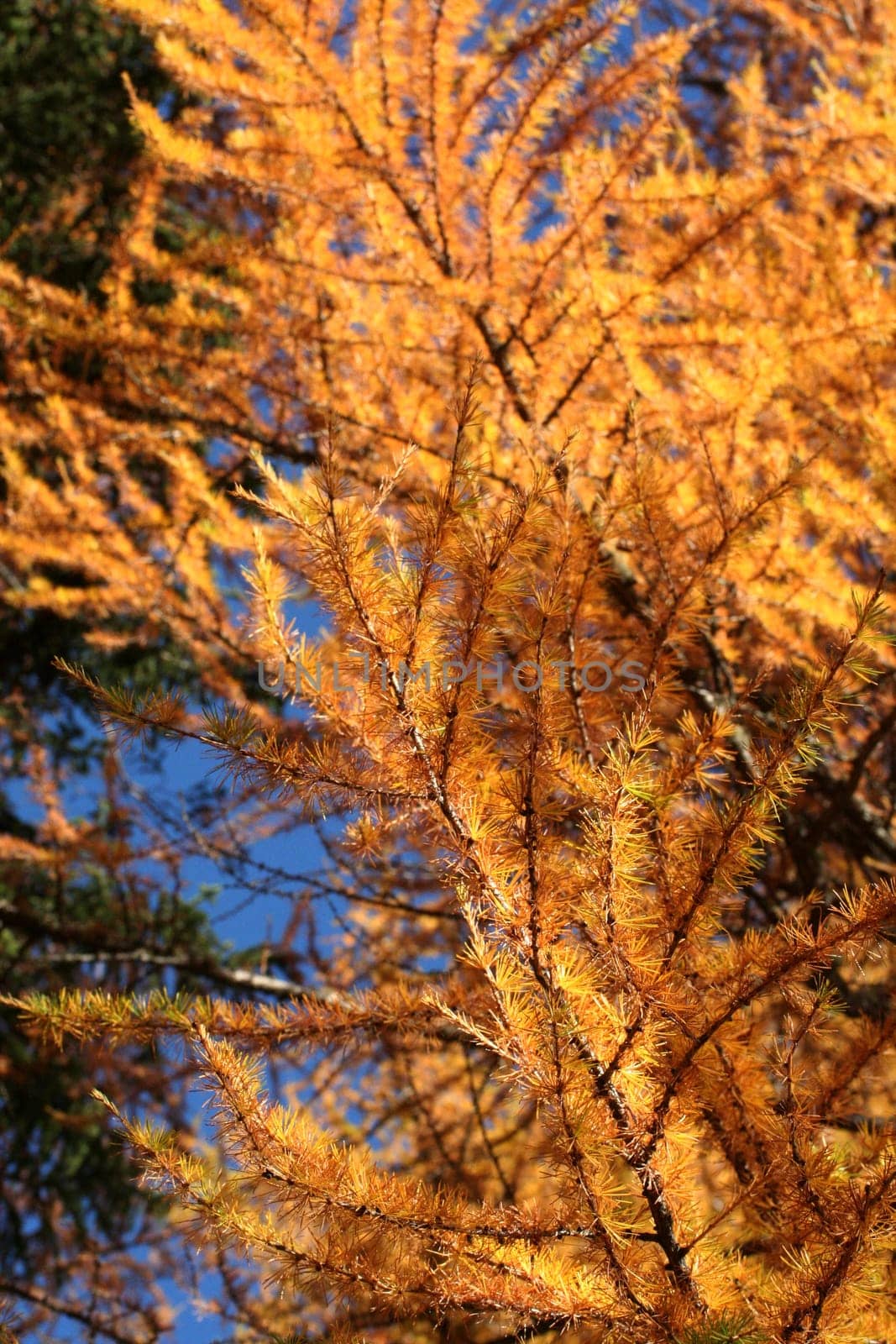 Scots Pine II
