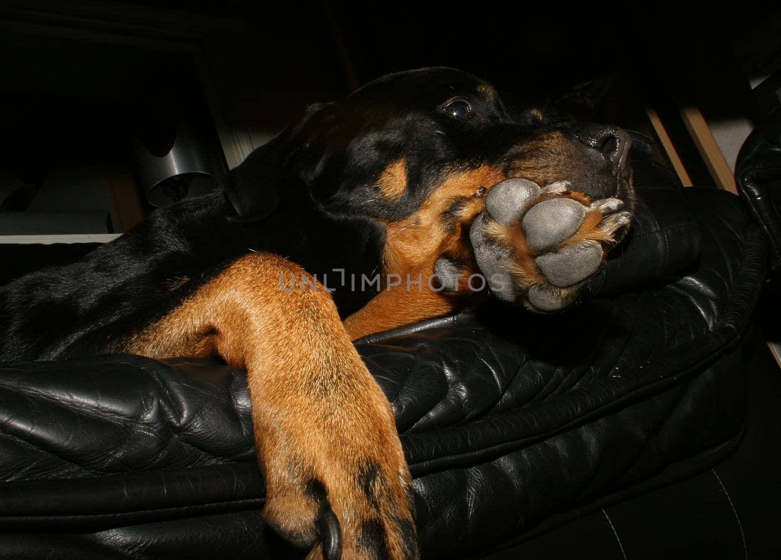 My Rottweiler lady Jule