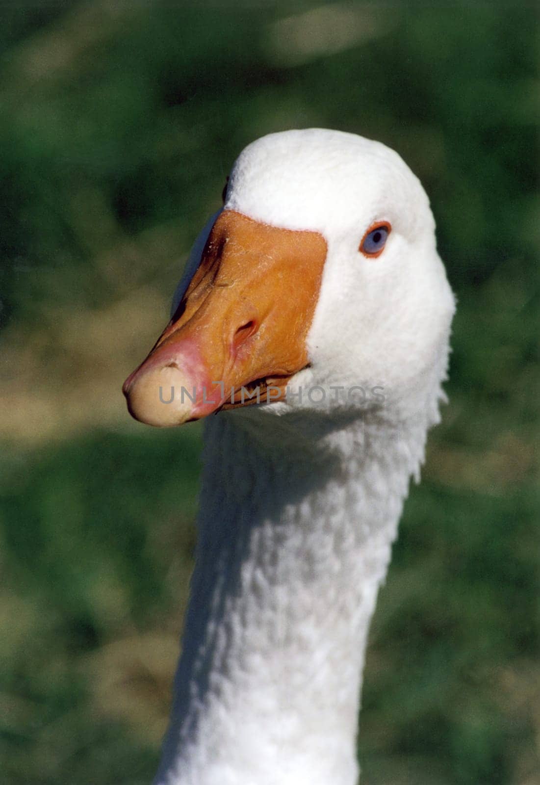 Goose1
