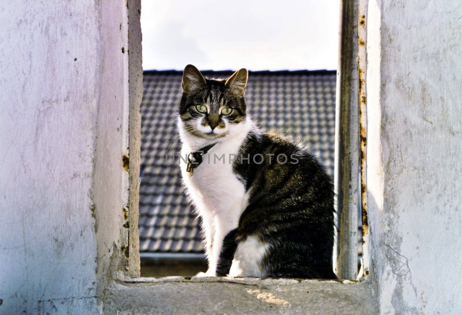 Cat9