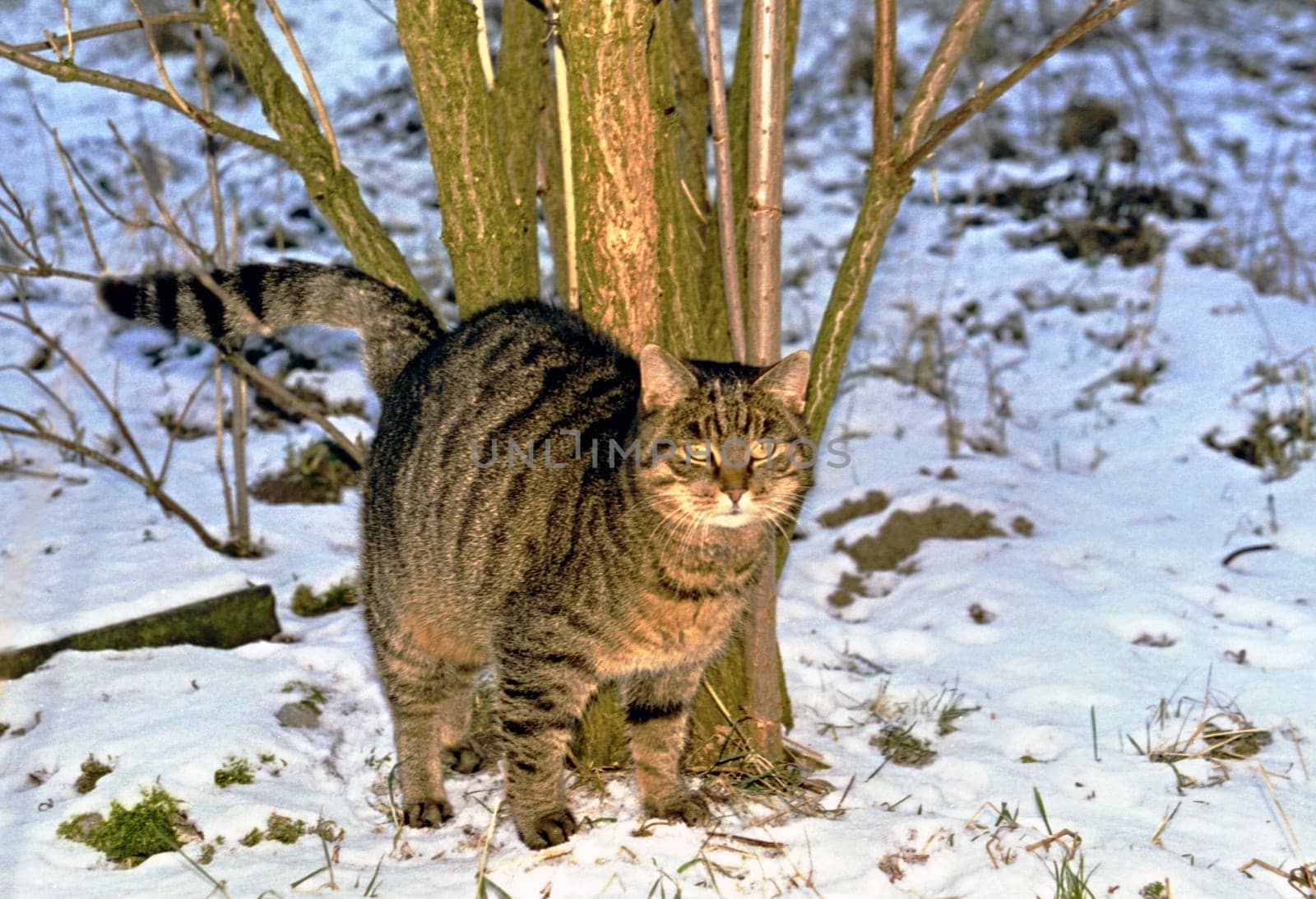 Cat29