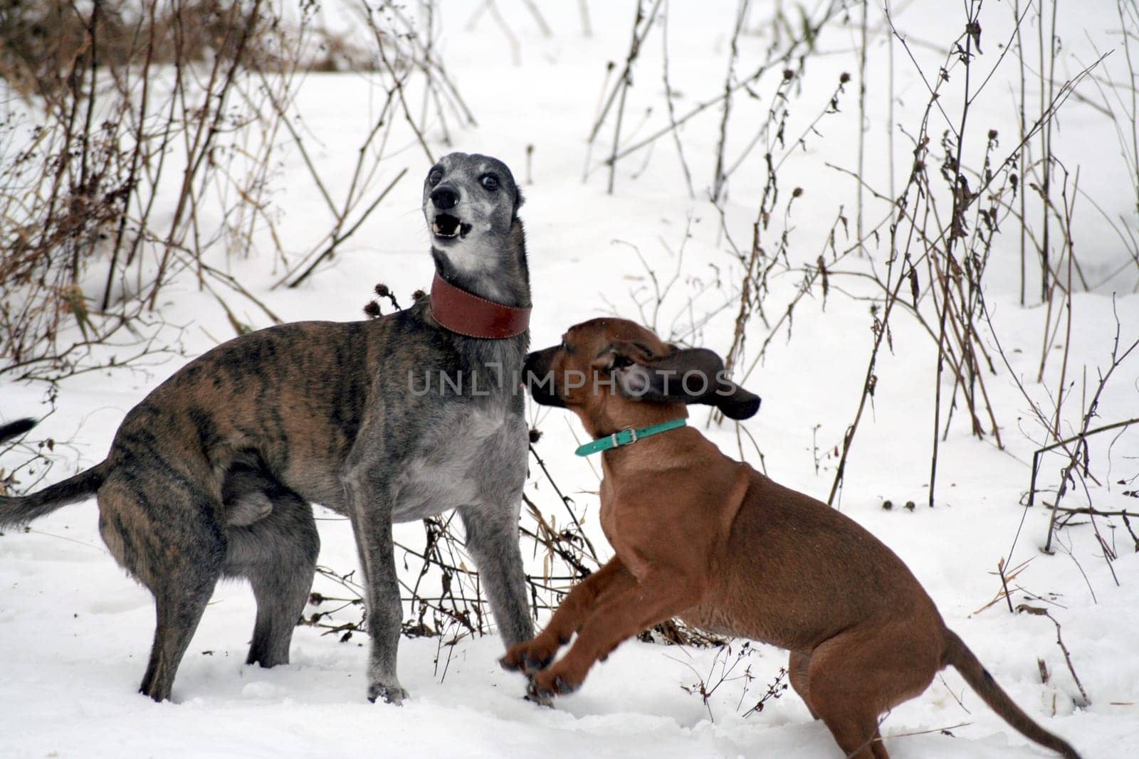 Fun in Snow 4