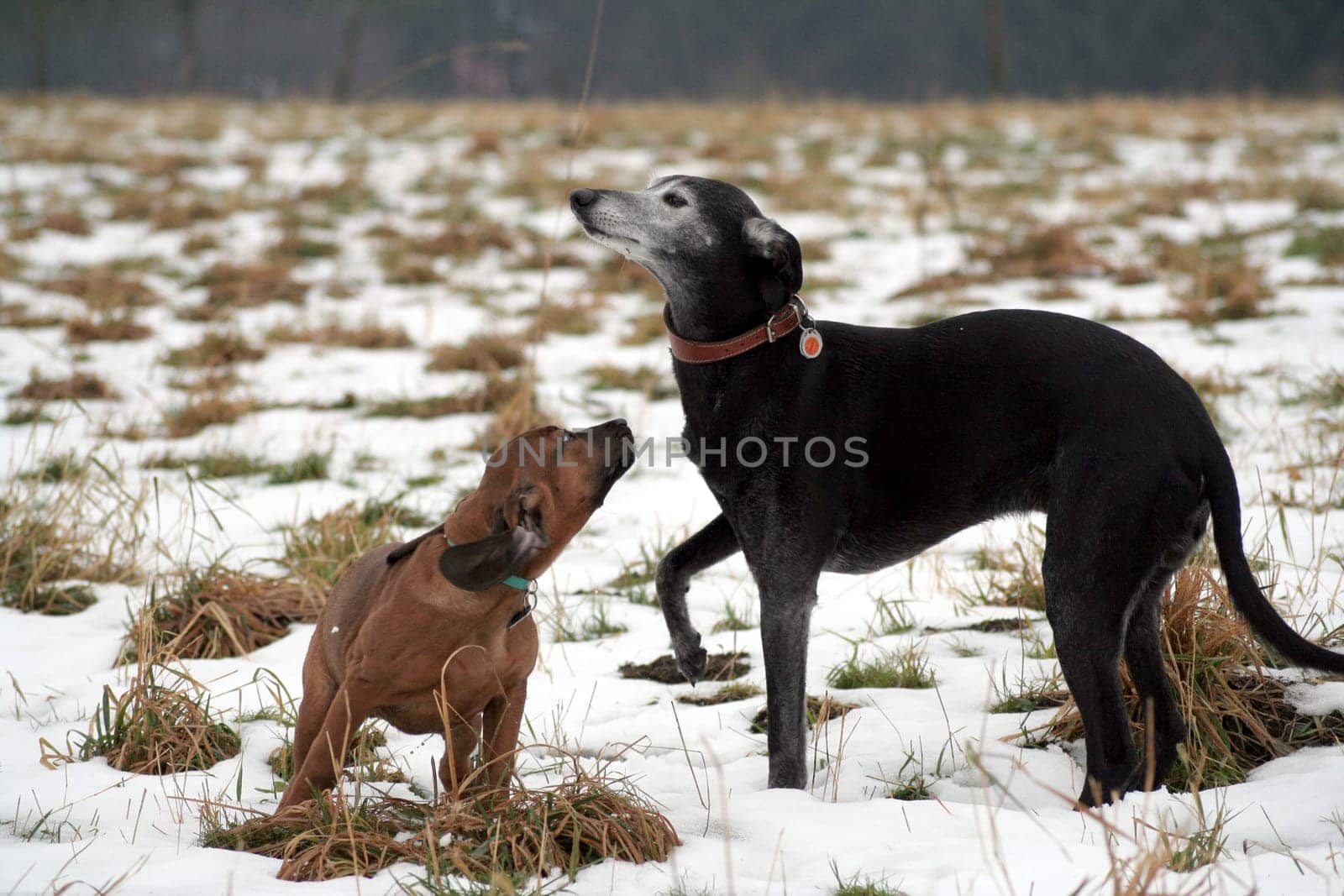 Fun in the snow 8