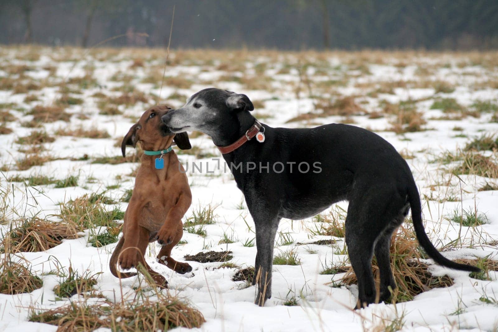 Fun in the snow 9