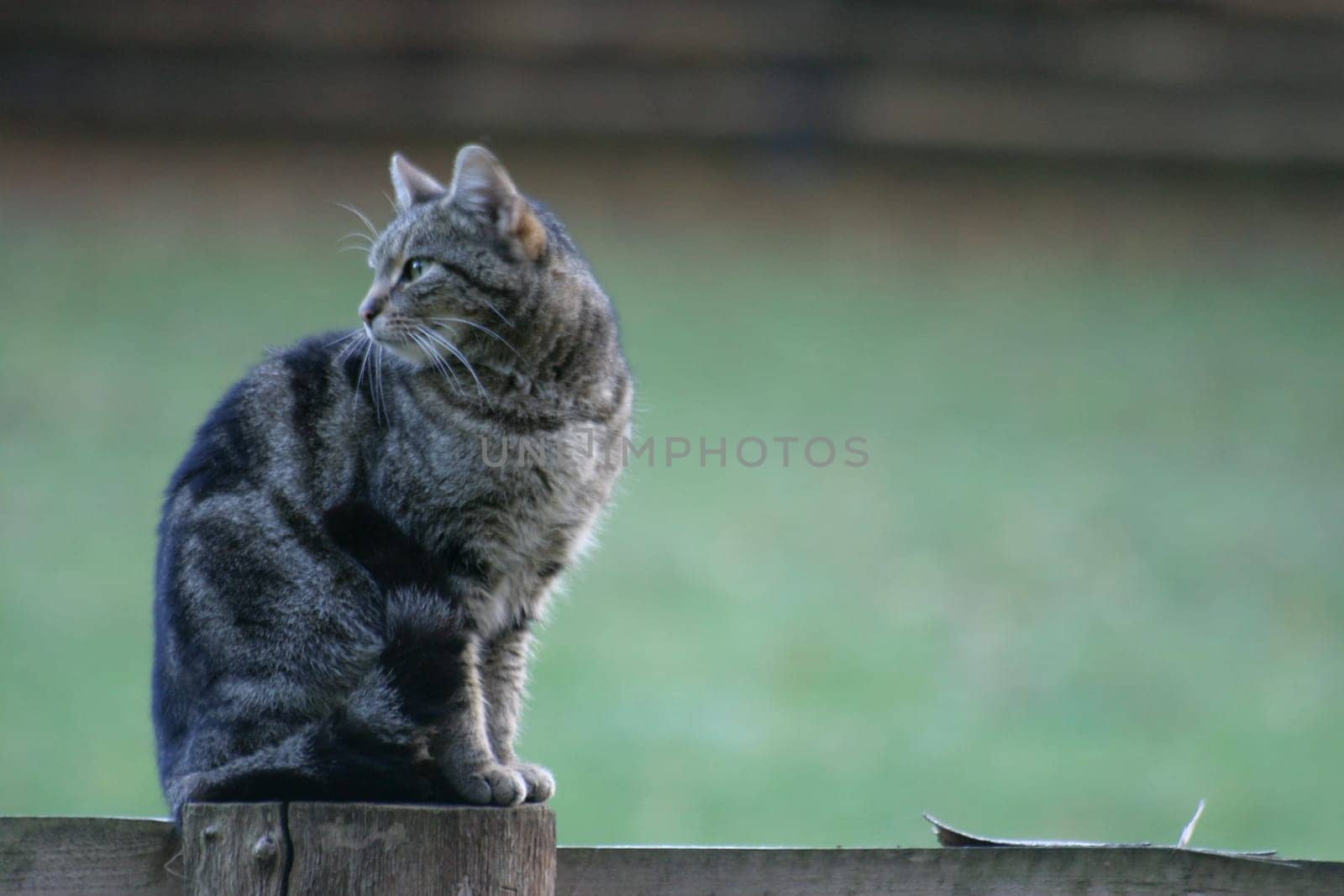 Sentry