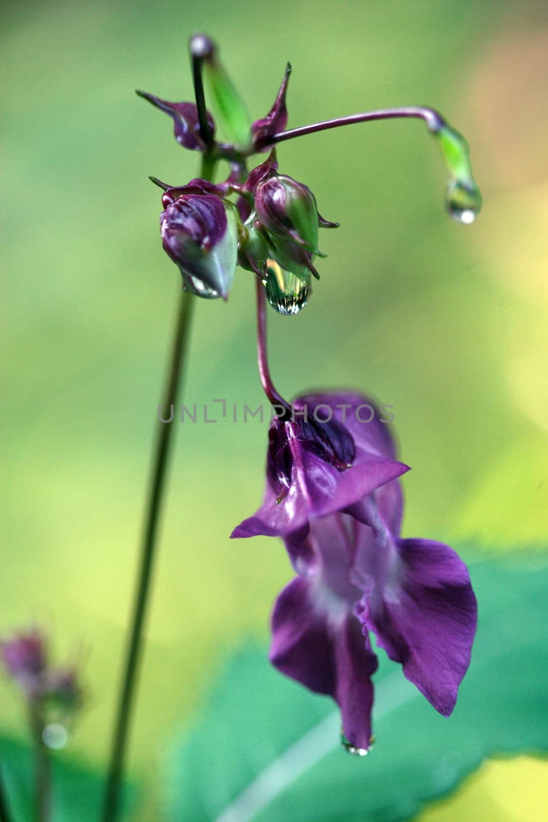 Autumn flowering
