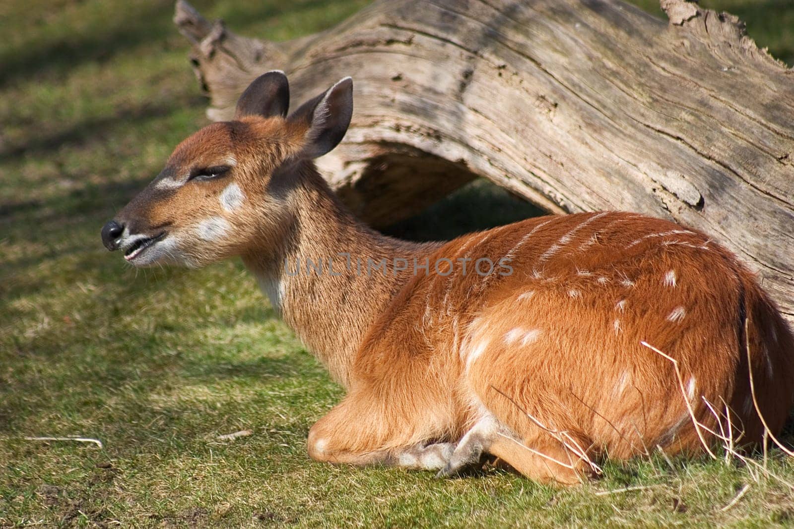 Gazelle fawn