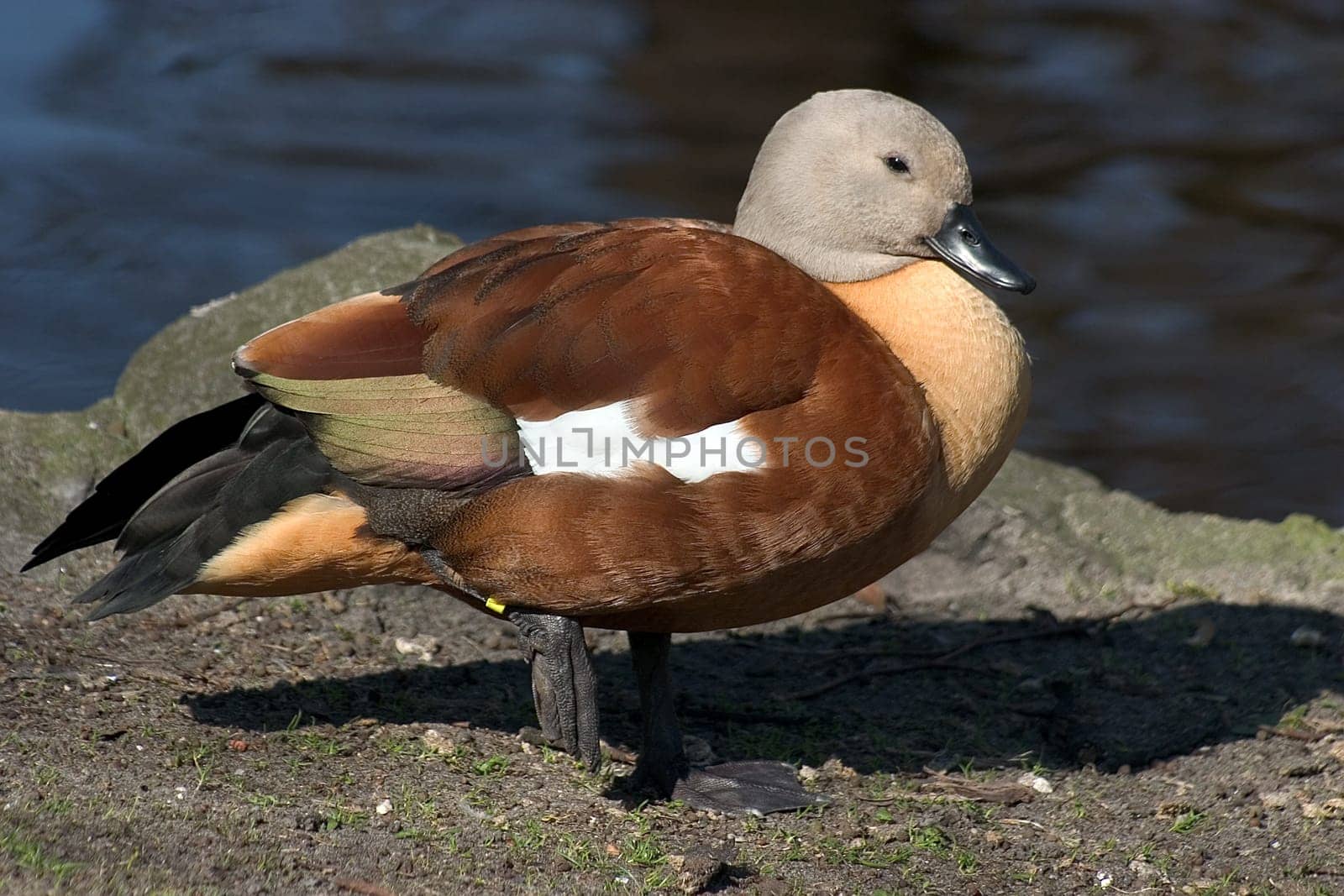 Duck 10