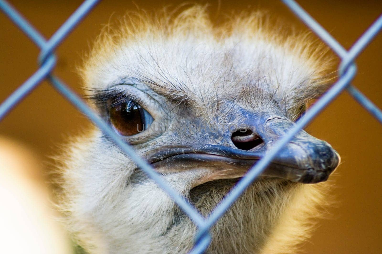 Emu I