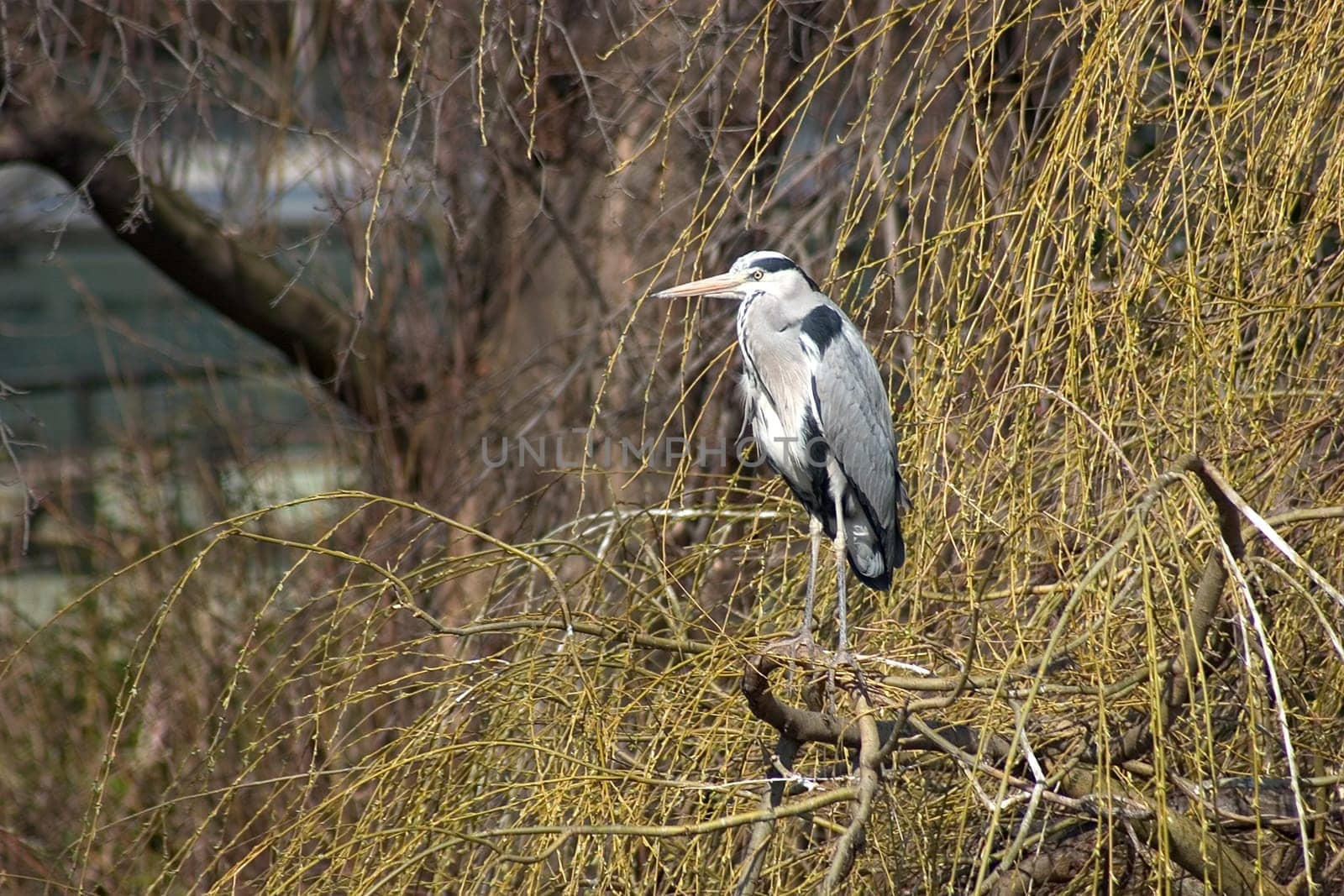 Grey heron