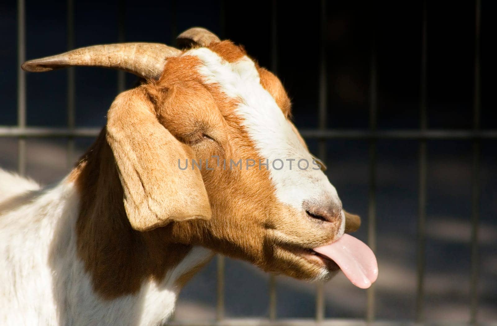 Goat I
