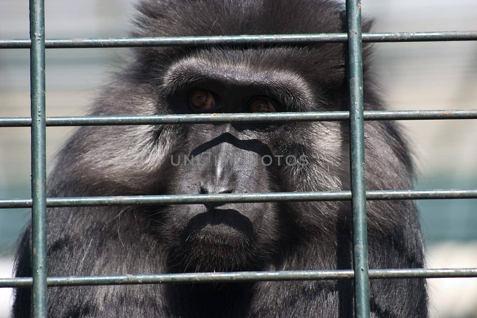 trapped
