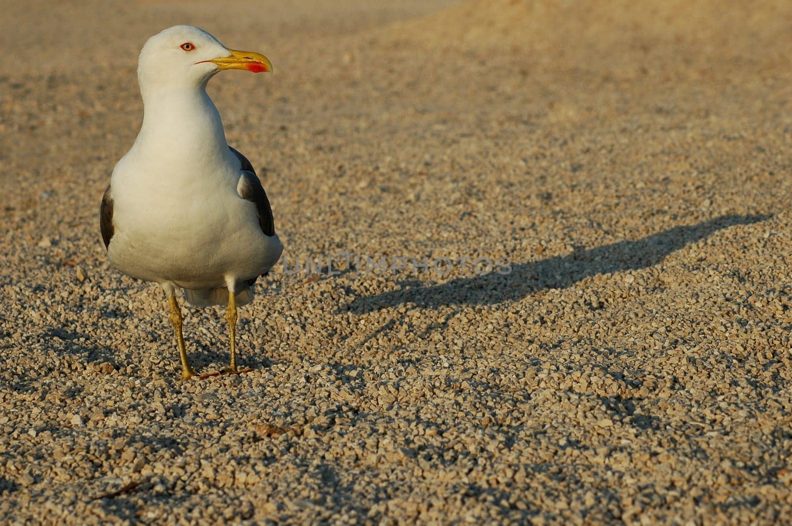 Shadow Seagull