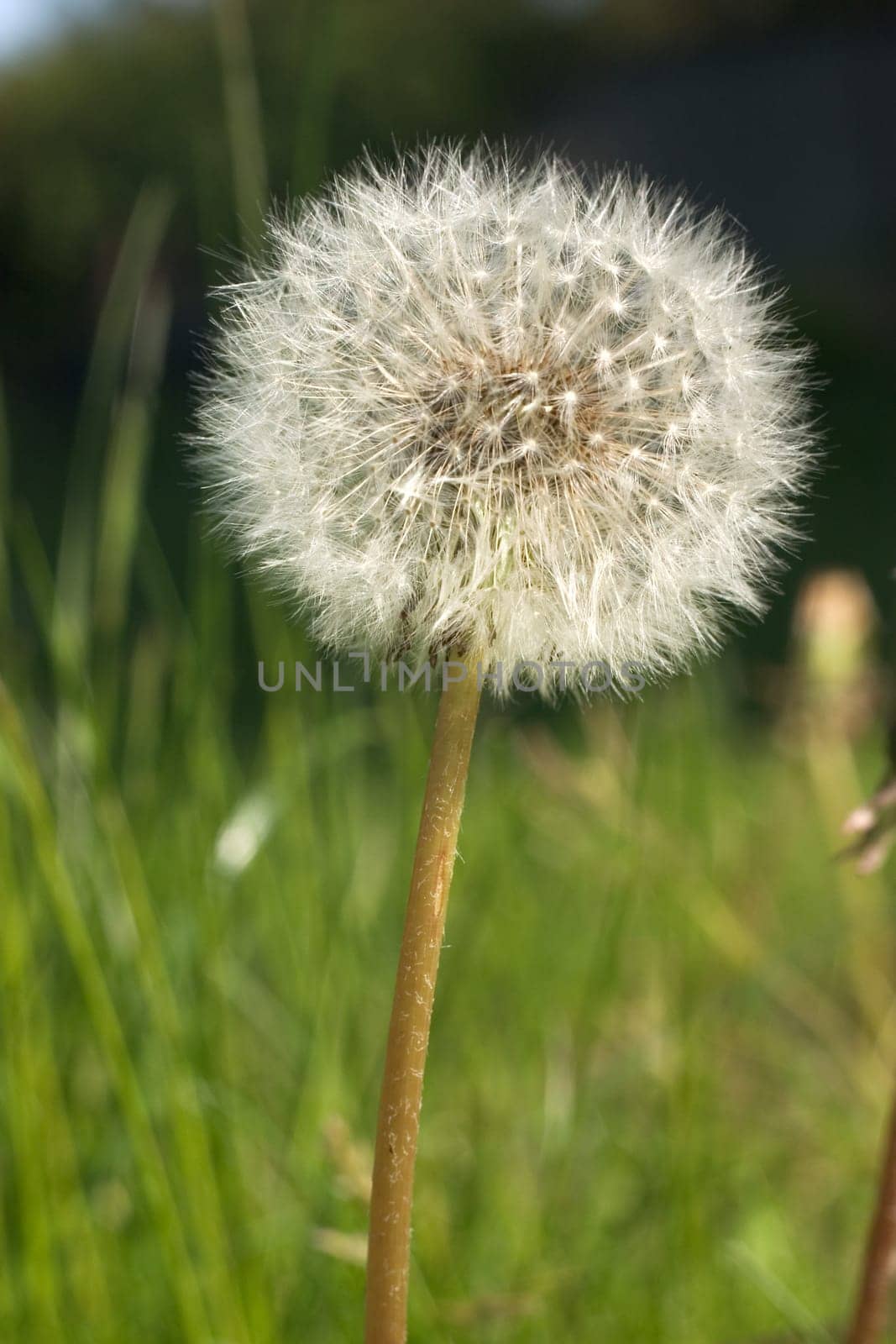Dandelion 01