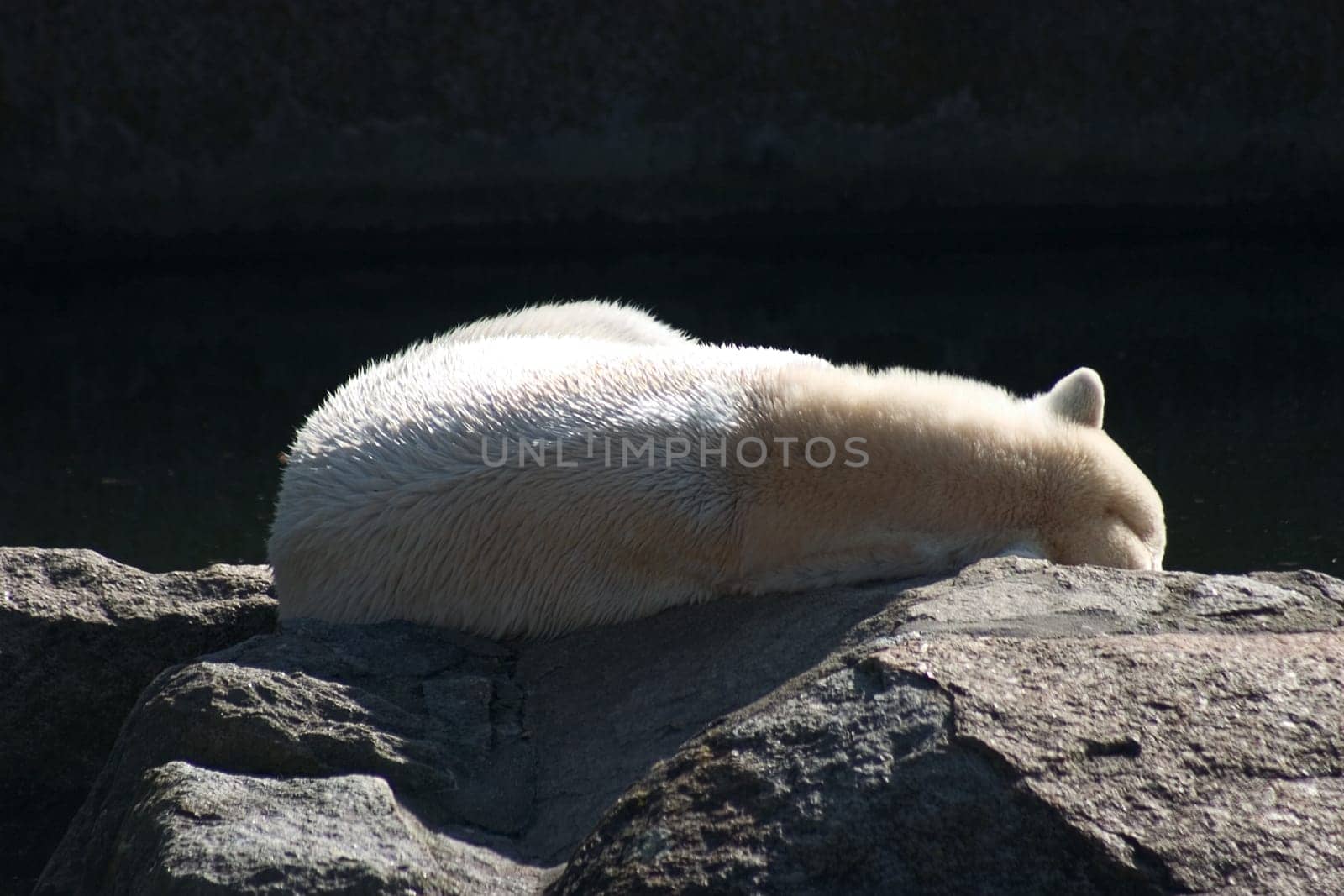 Polar bear