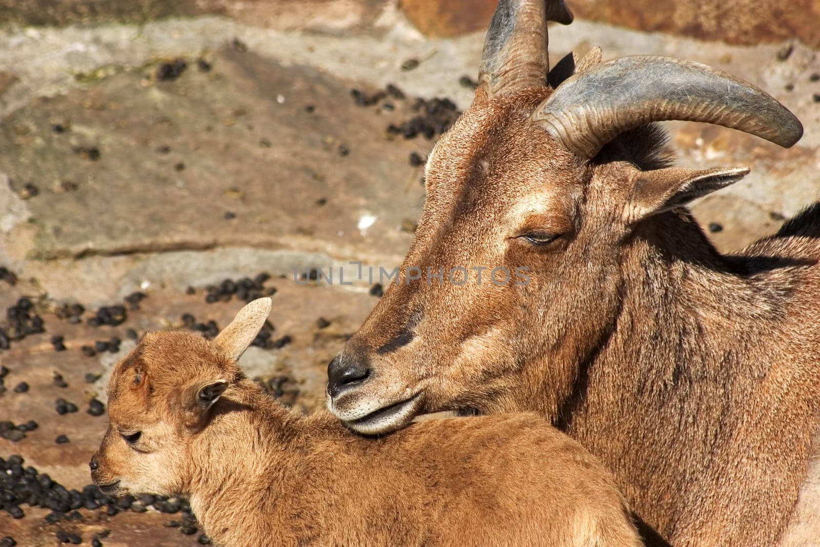 Goat with cub