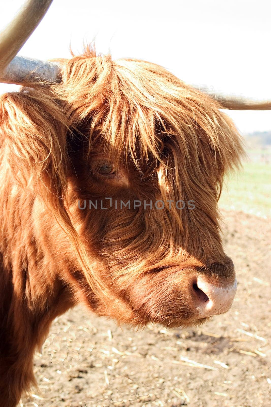 Scottish beef 01
