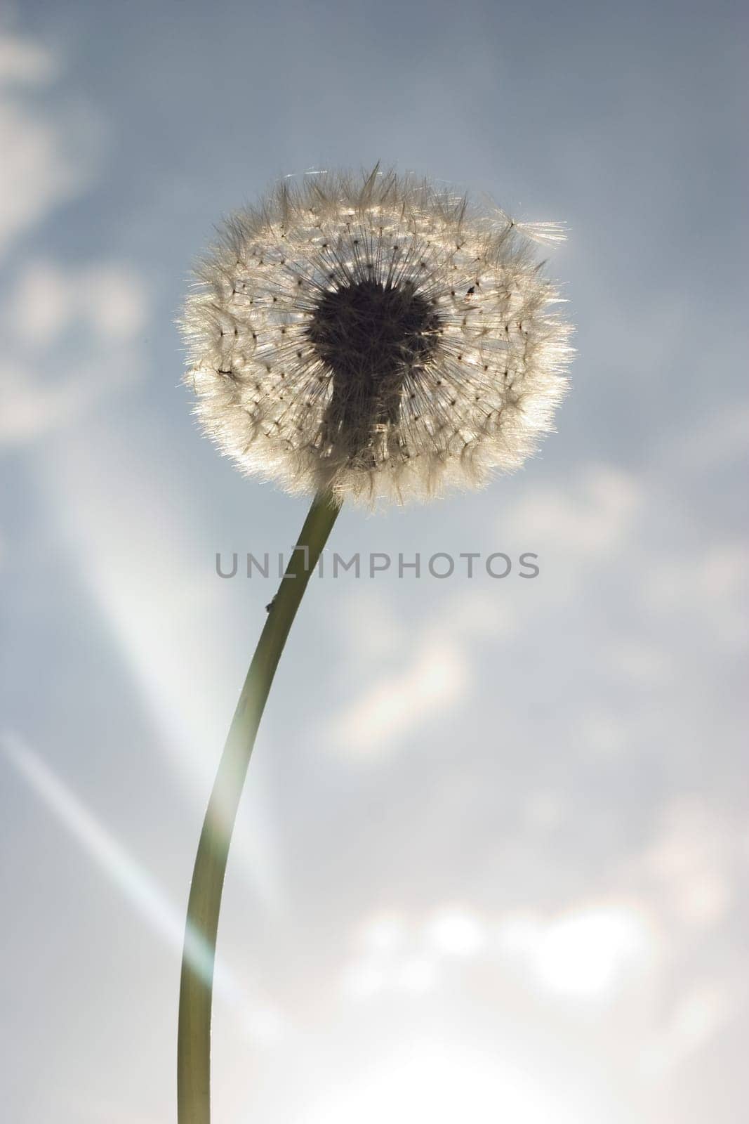 Dandelion 04