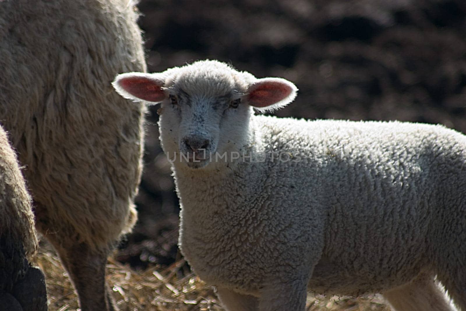 Easter Lamb