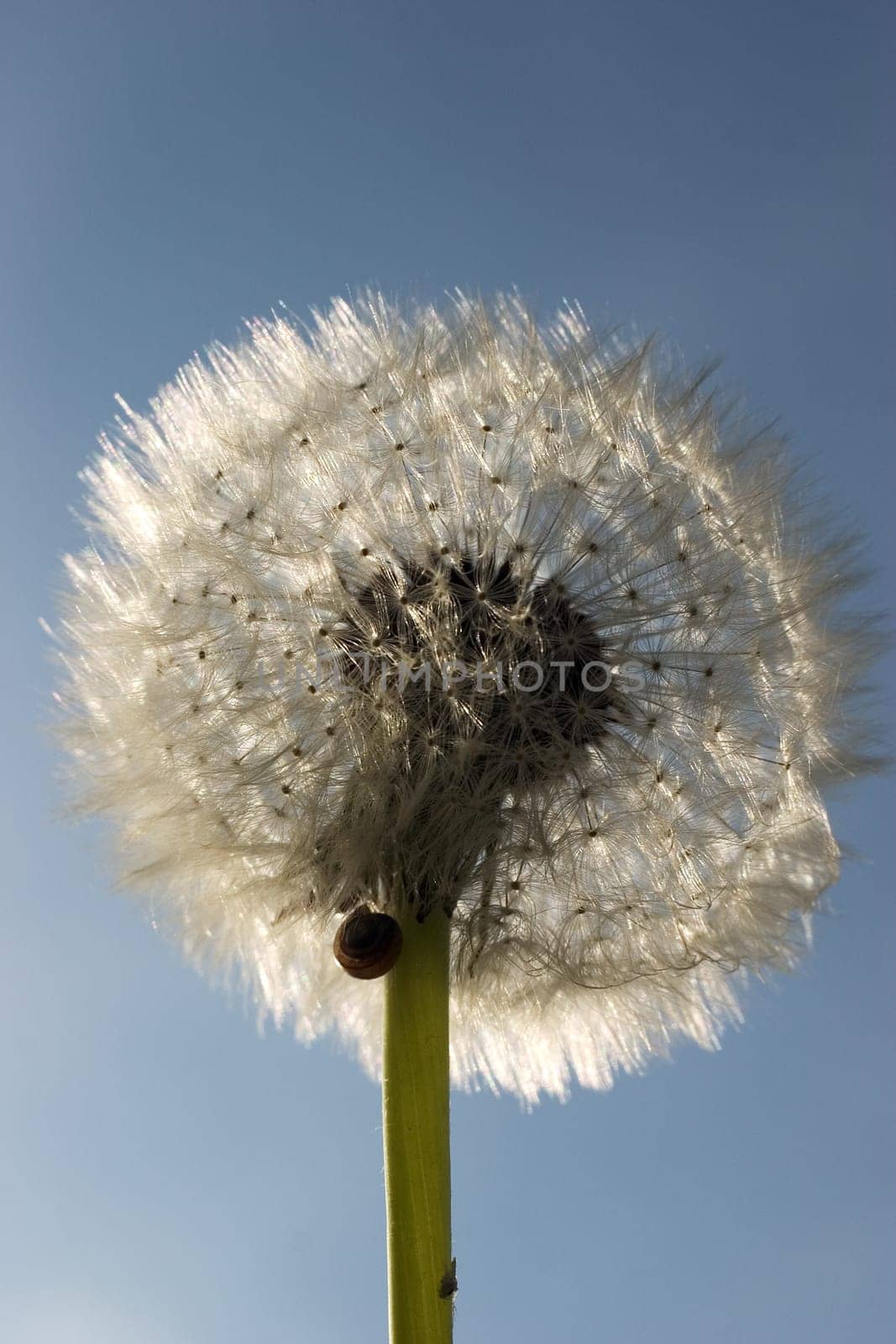 Dandelion 05