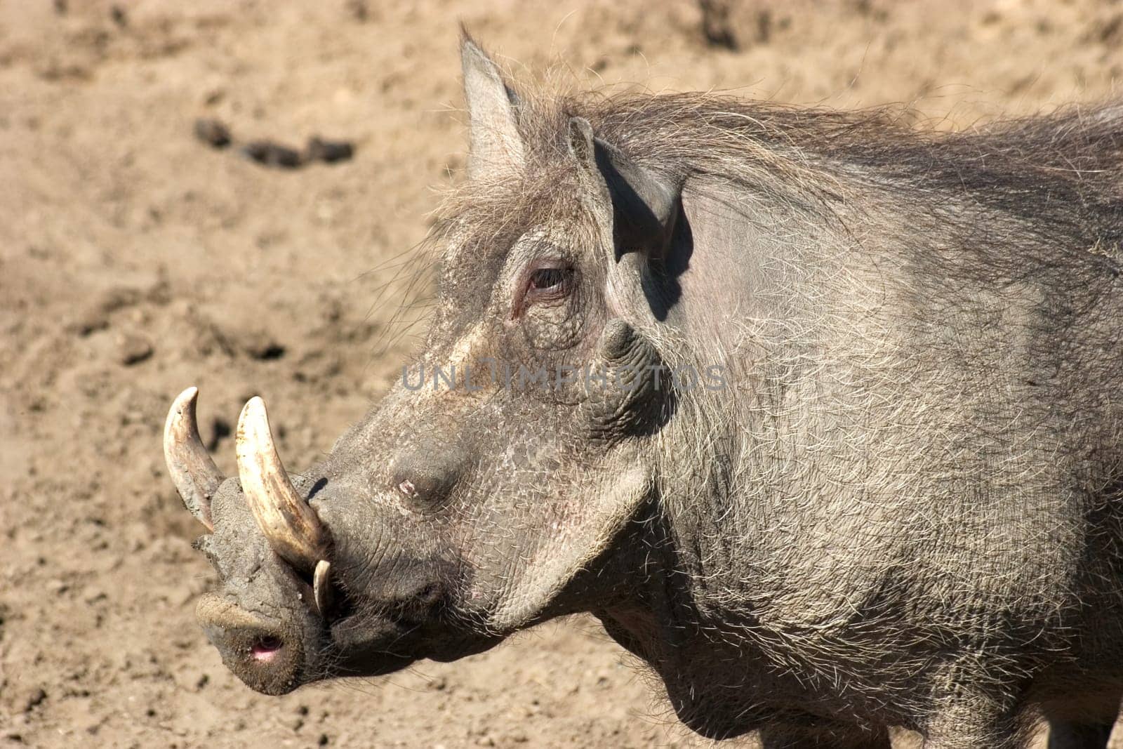 Warthog 02