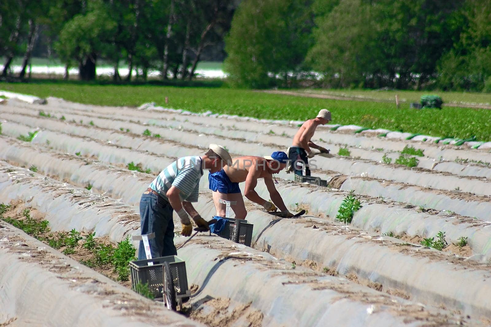 Asparagus harvest 03