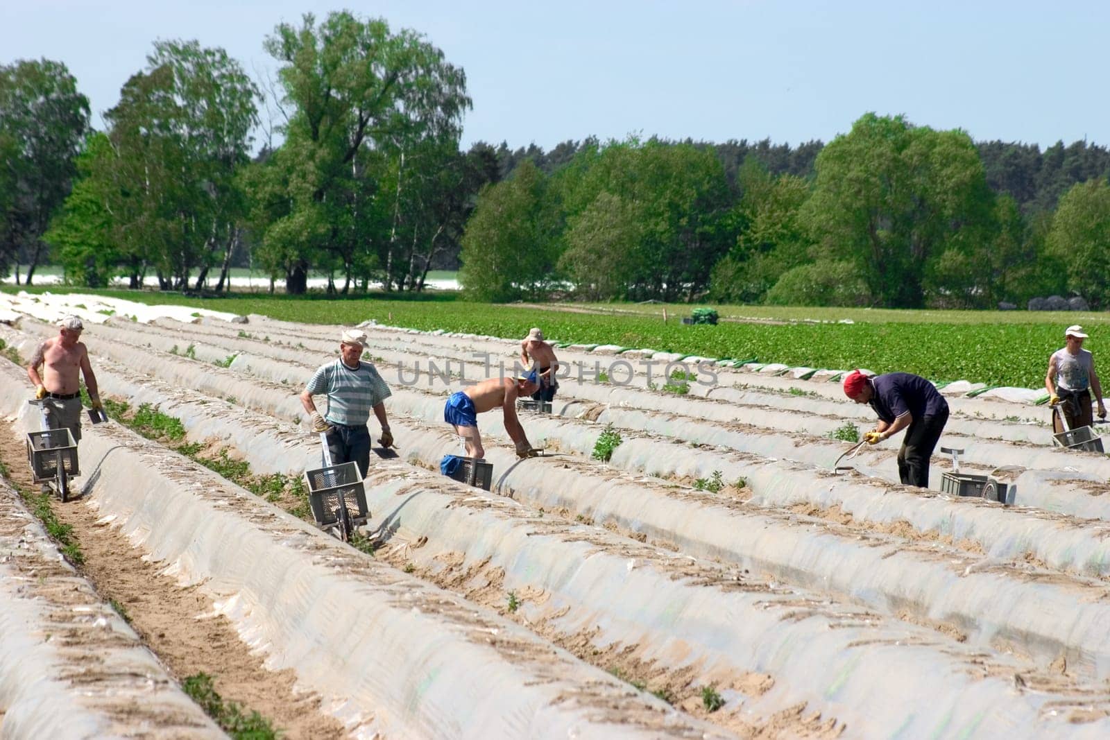 Asparagus harvest 02