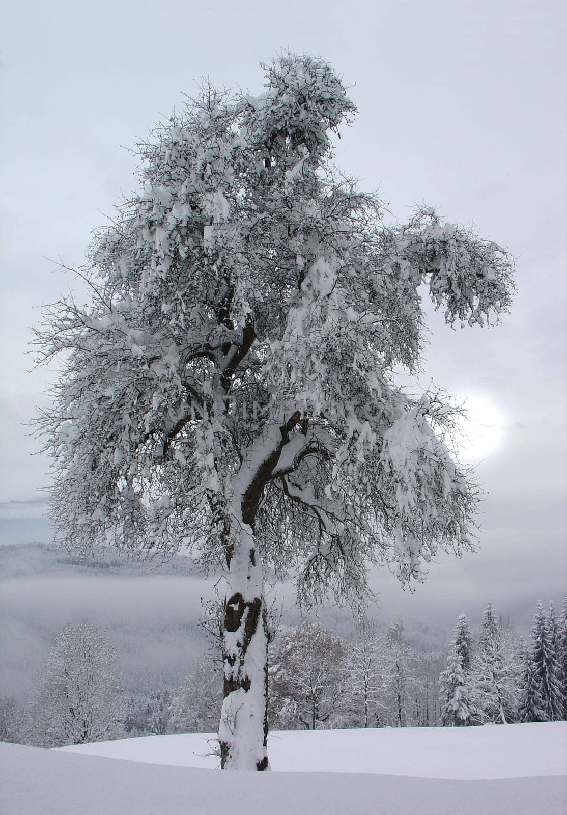At an altitude of 1100 m above Lake Millstatt (Nov. 2005)