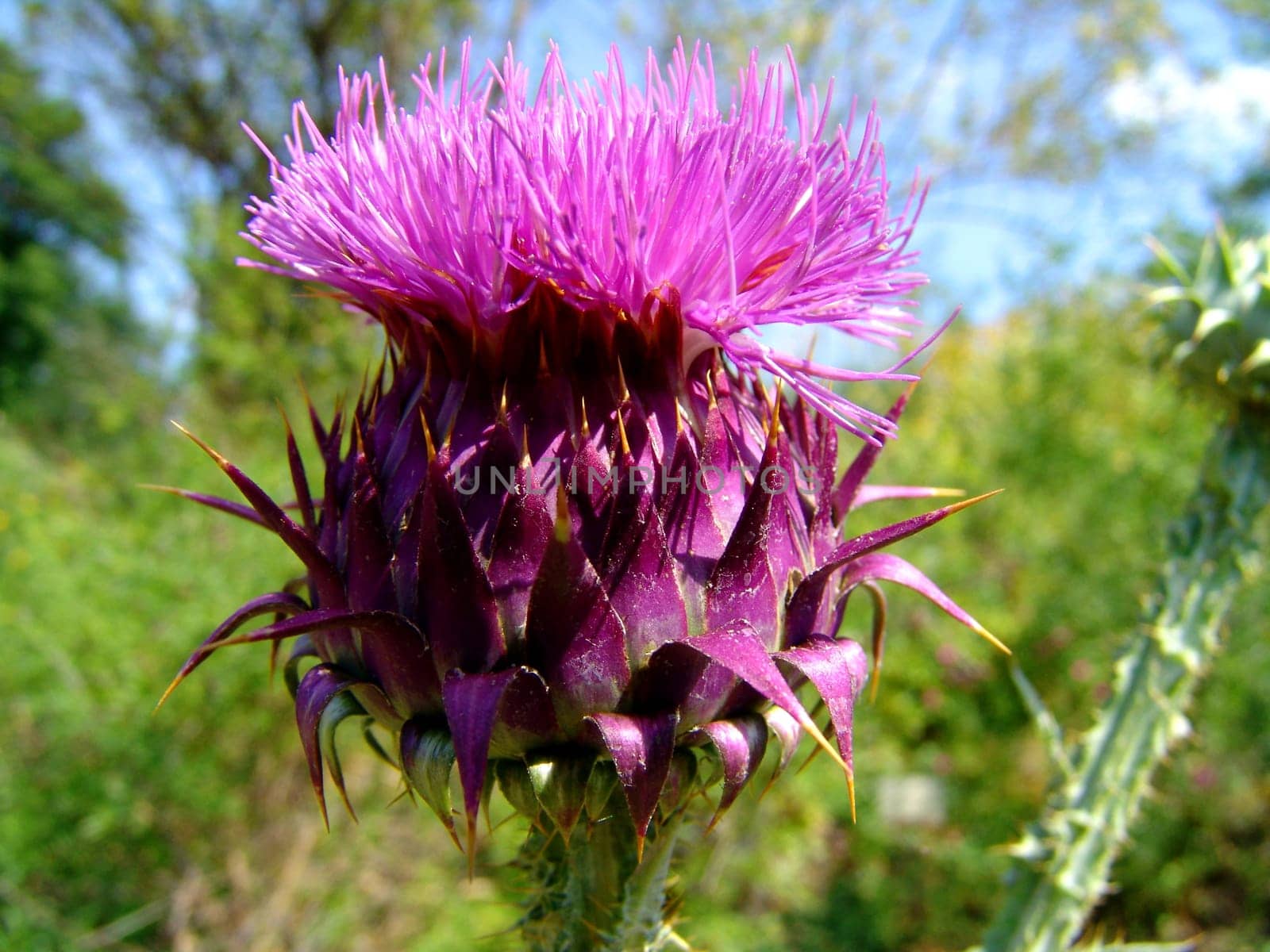 The Mother Flower