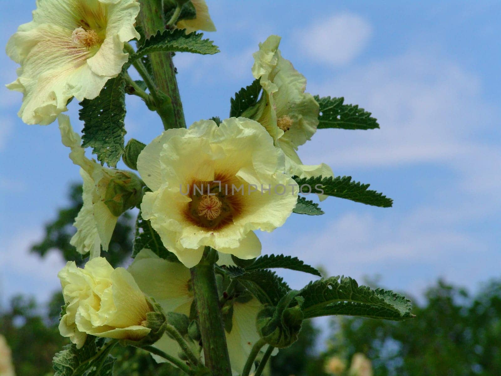 Yellow flowers