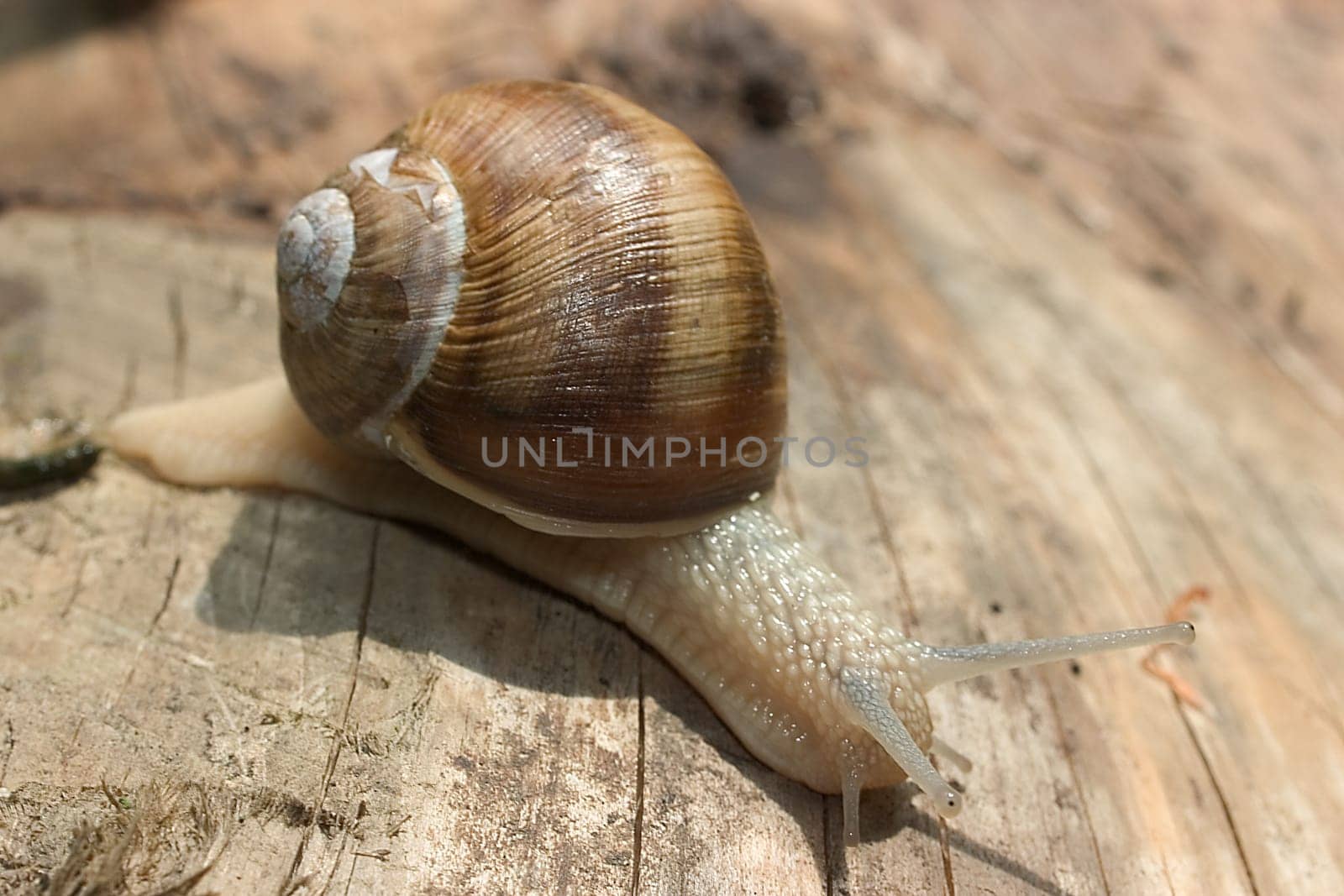 Snail 02