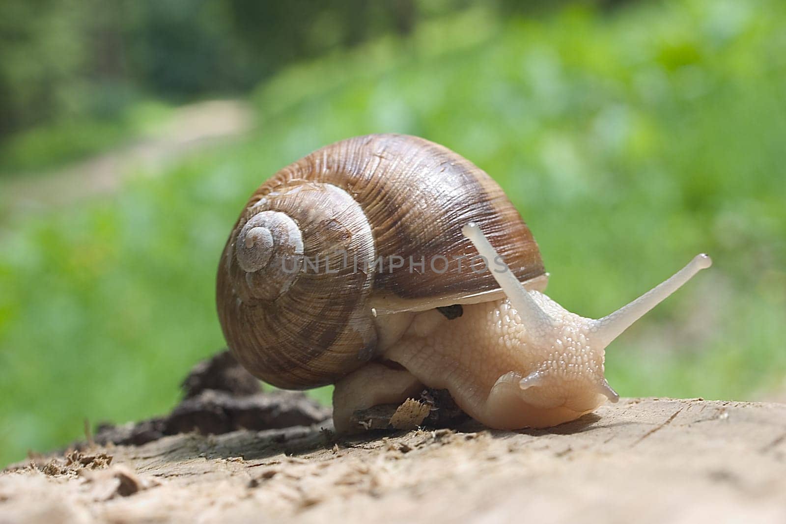 Snail 01