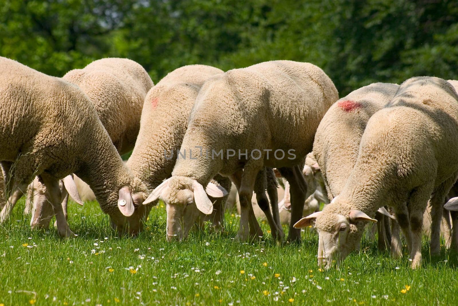 Flock of sheep 05