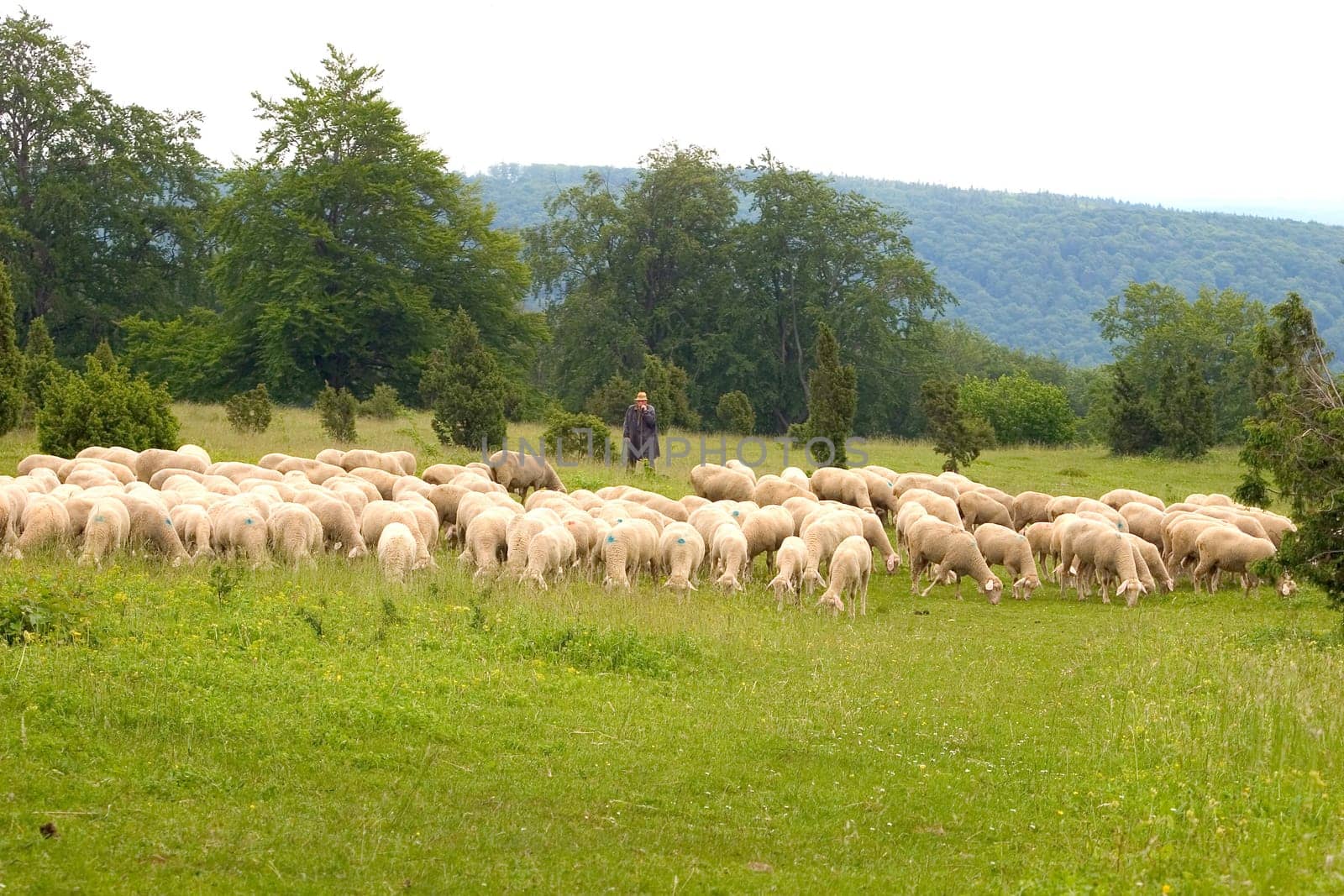 Flock of sheep 01