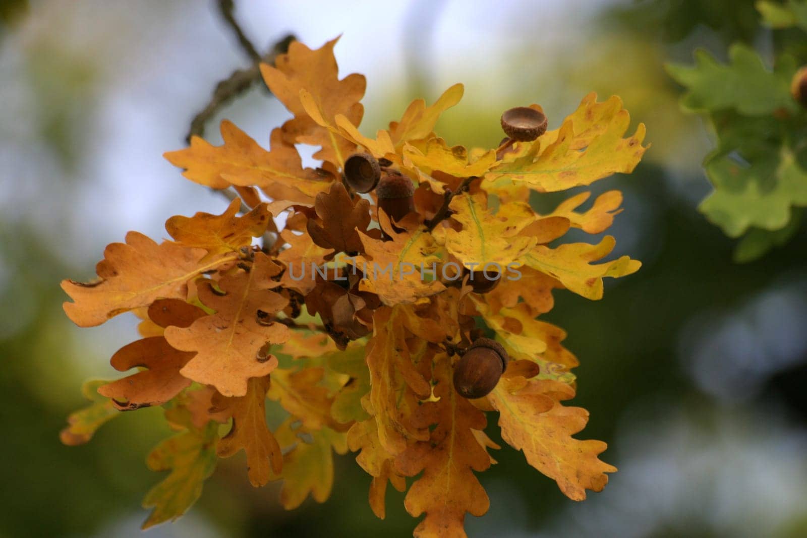 Oak leaves with acorns