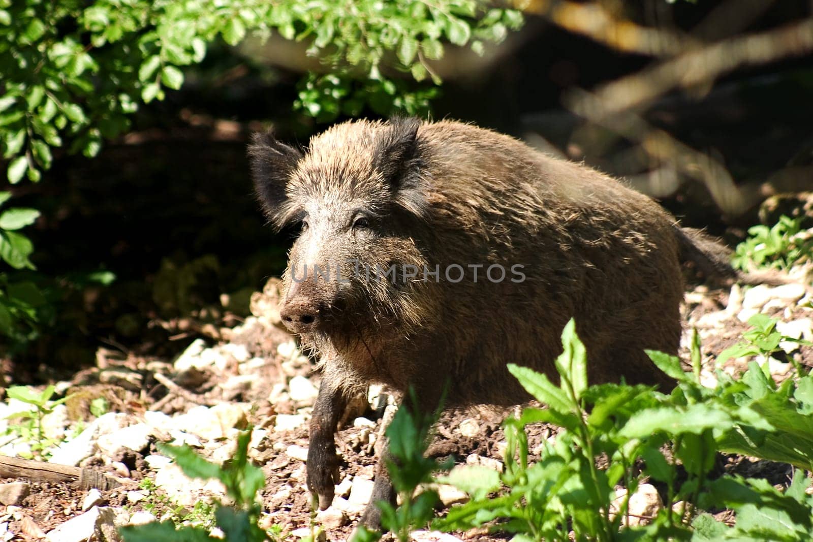 Wild Boar 01
