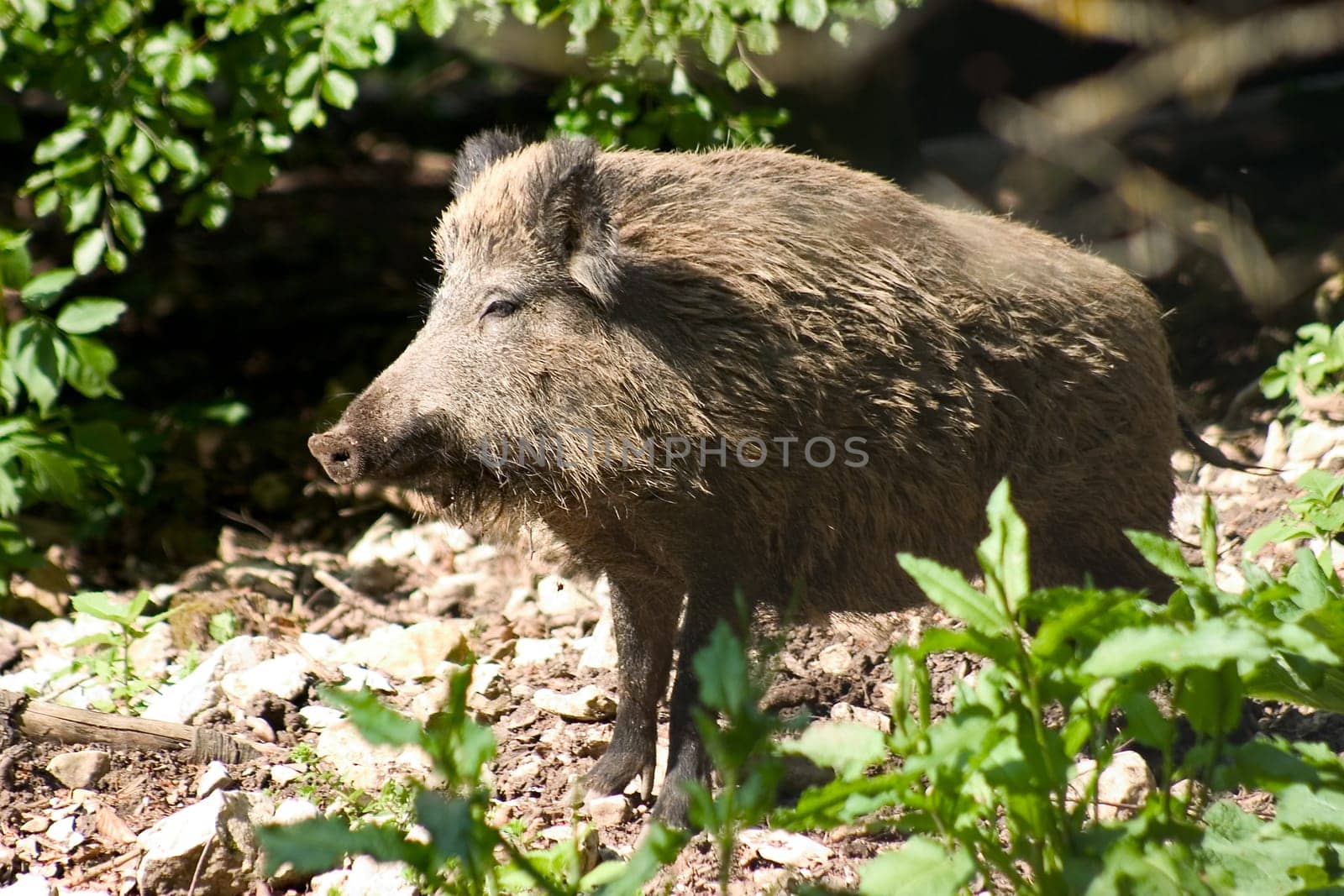 Wild Boar 02