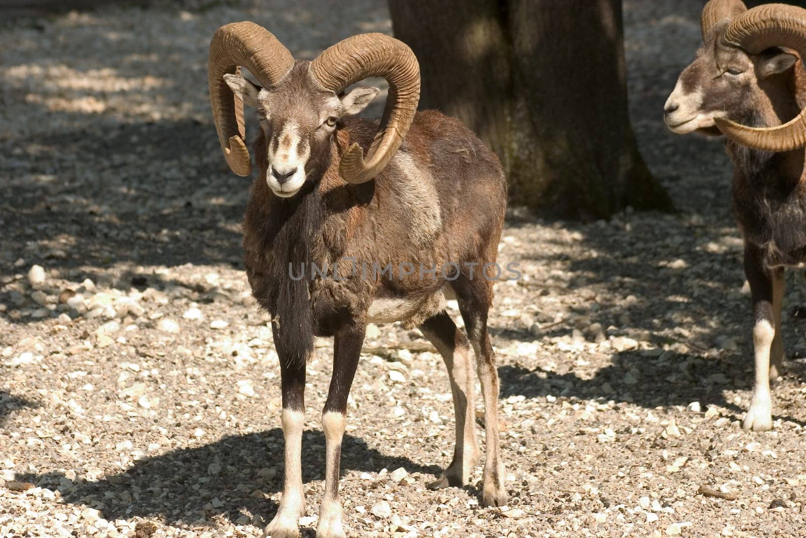 Capricorn