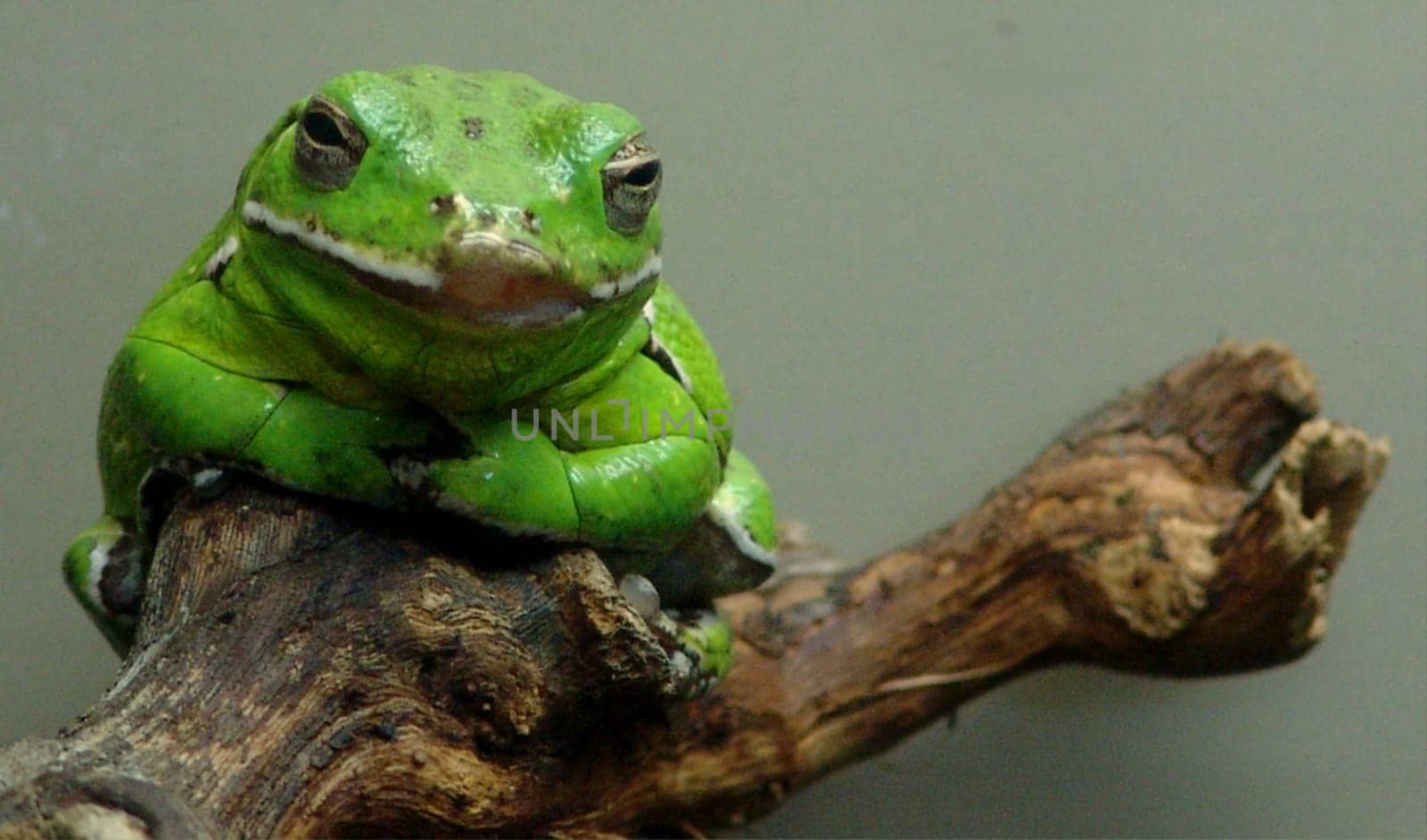 Poison Green Frog
