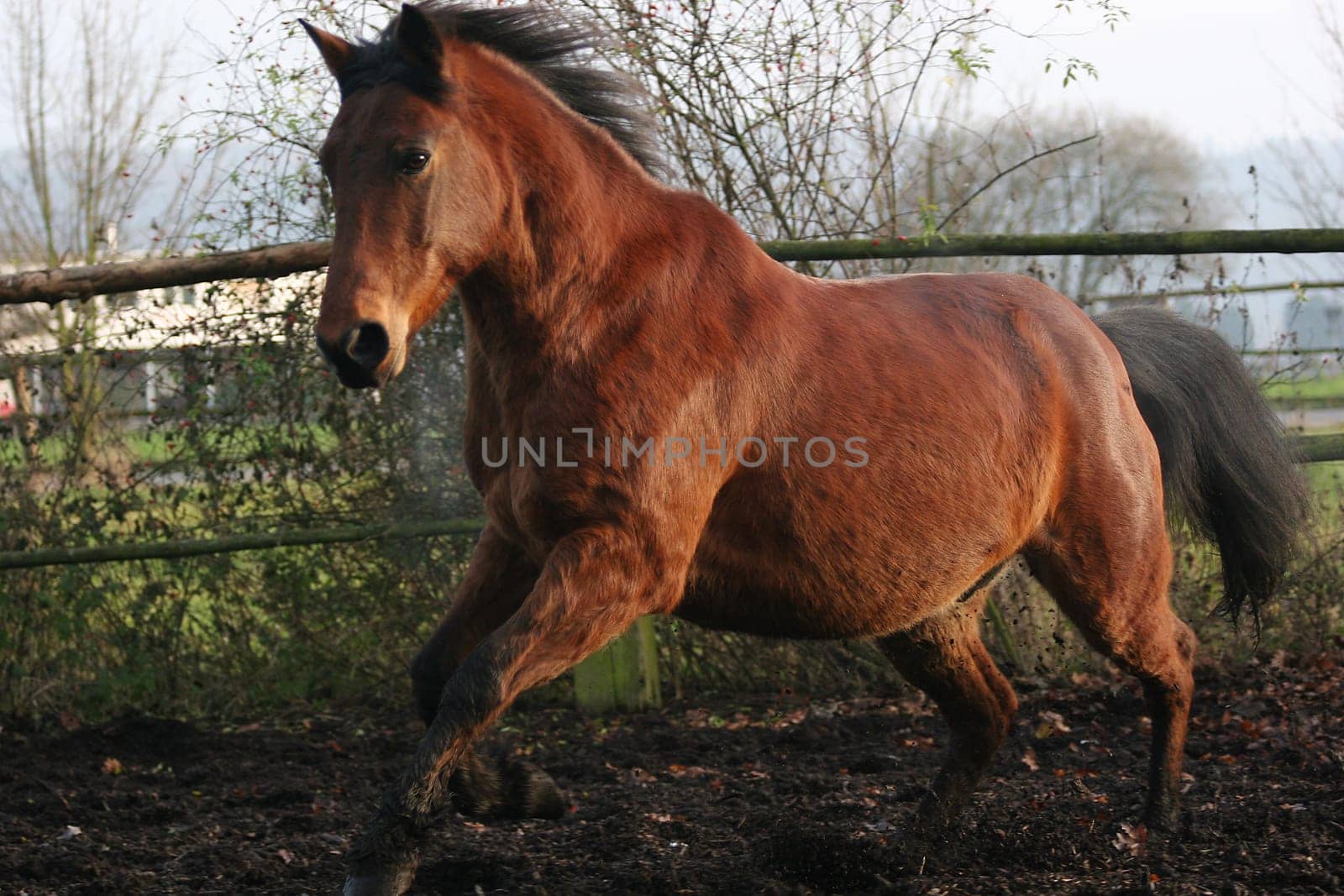 after a week's ban on racing (prescribed by the veterinarian),Goli was able to let the "the animal with the 3 letters"" out again. I know there is not enough space at the top and bottom,but he came so fast to me that I could only release ... man/woman may"