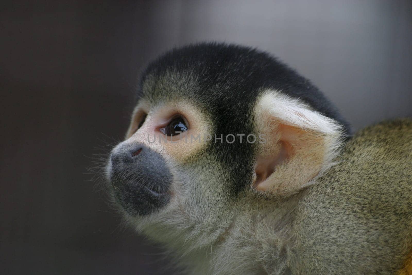 Monkeys