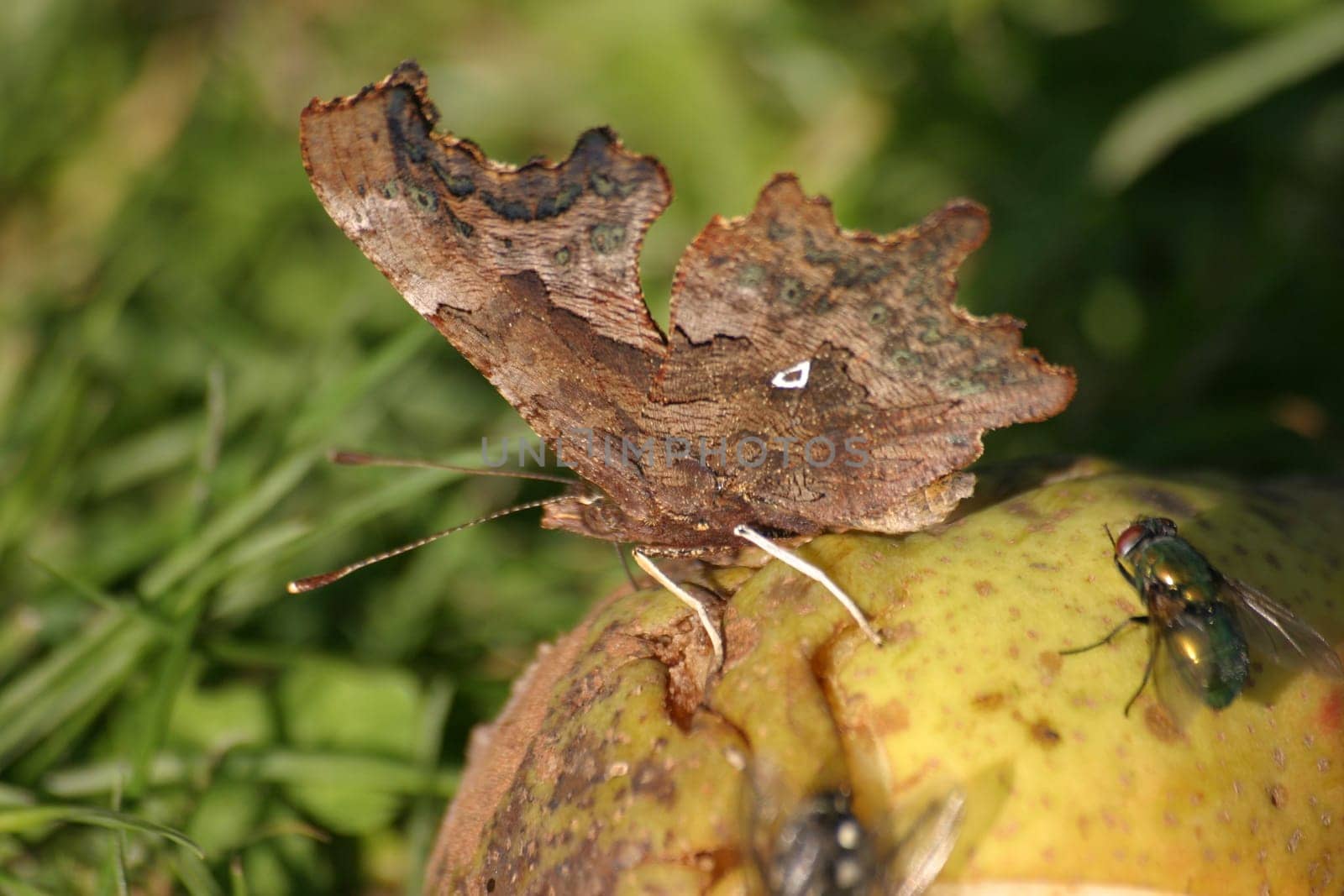 Here you can see very nicely the small white spot that gave the moth its name