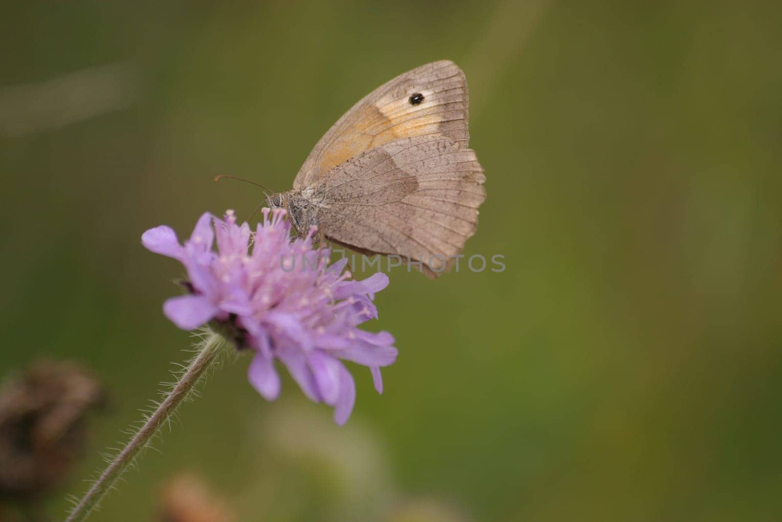 Greater oxeye (Maniola jurtina) on a thistle flower