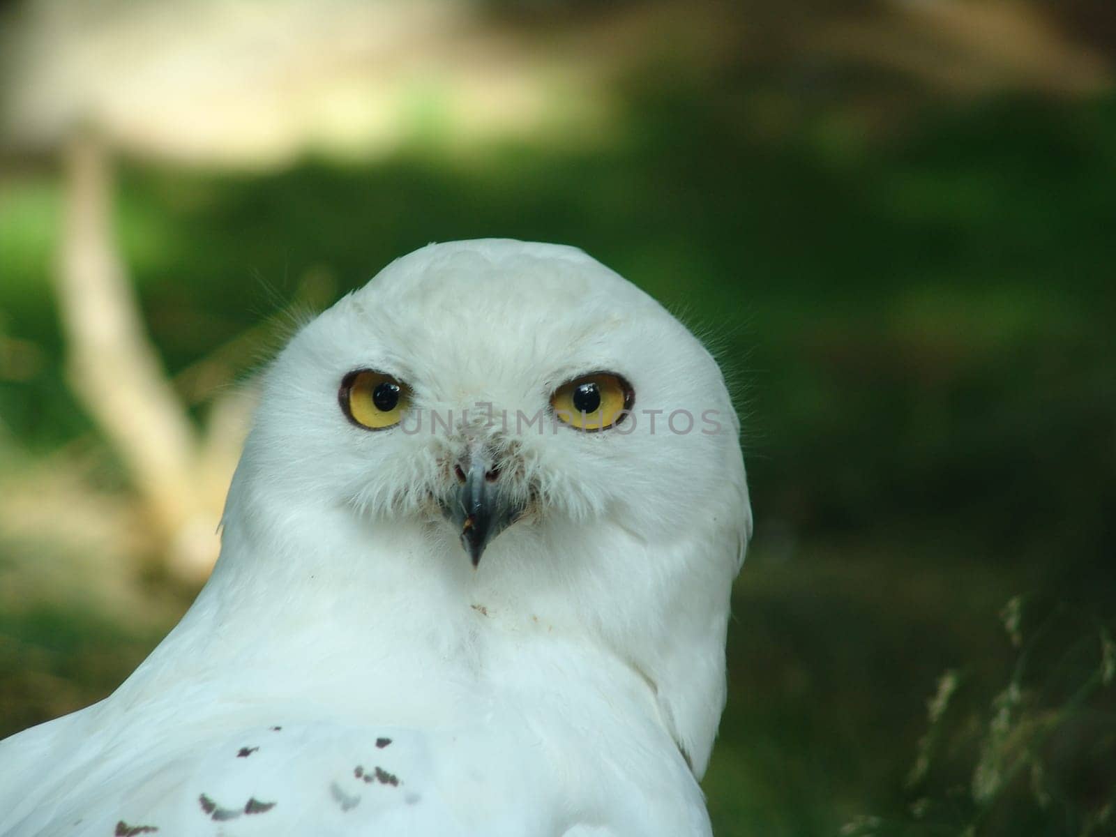 Look in my yellow eyes