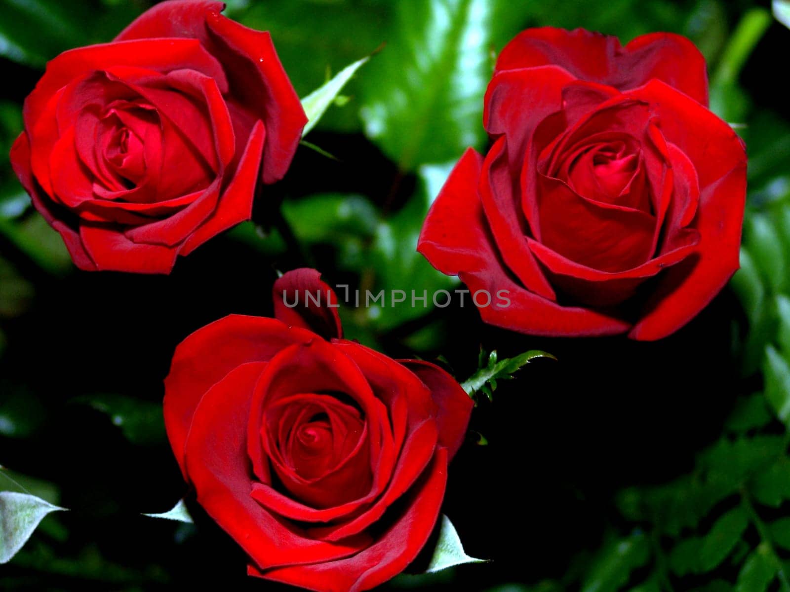 Red Roses Trio