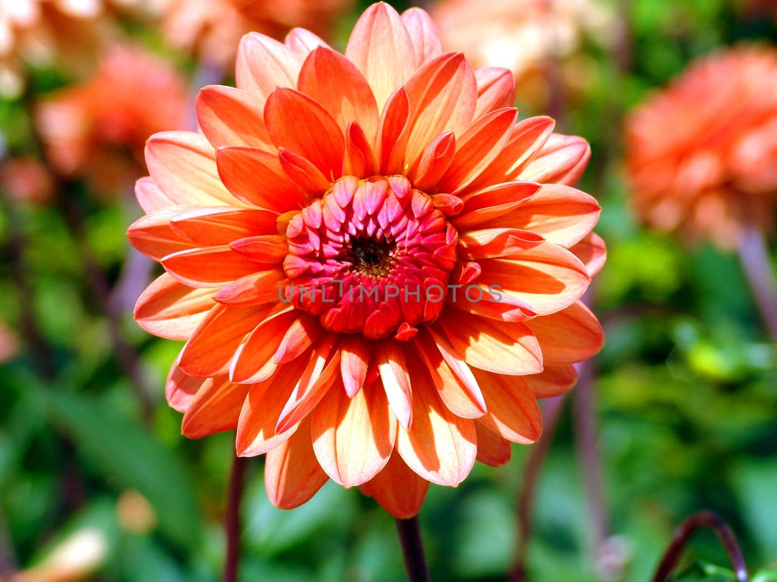 Beautiful bloom or what