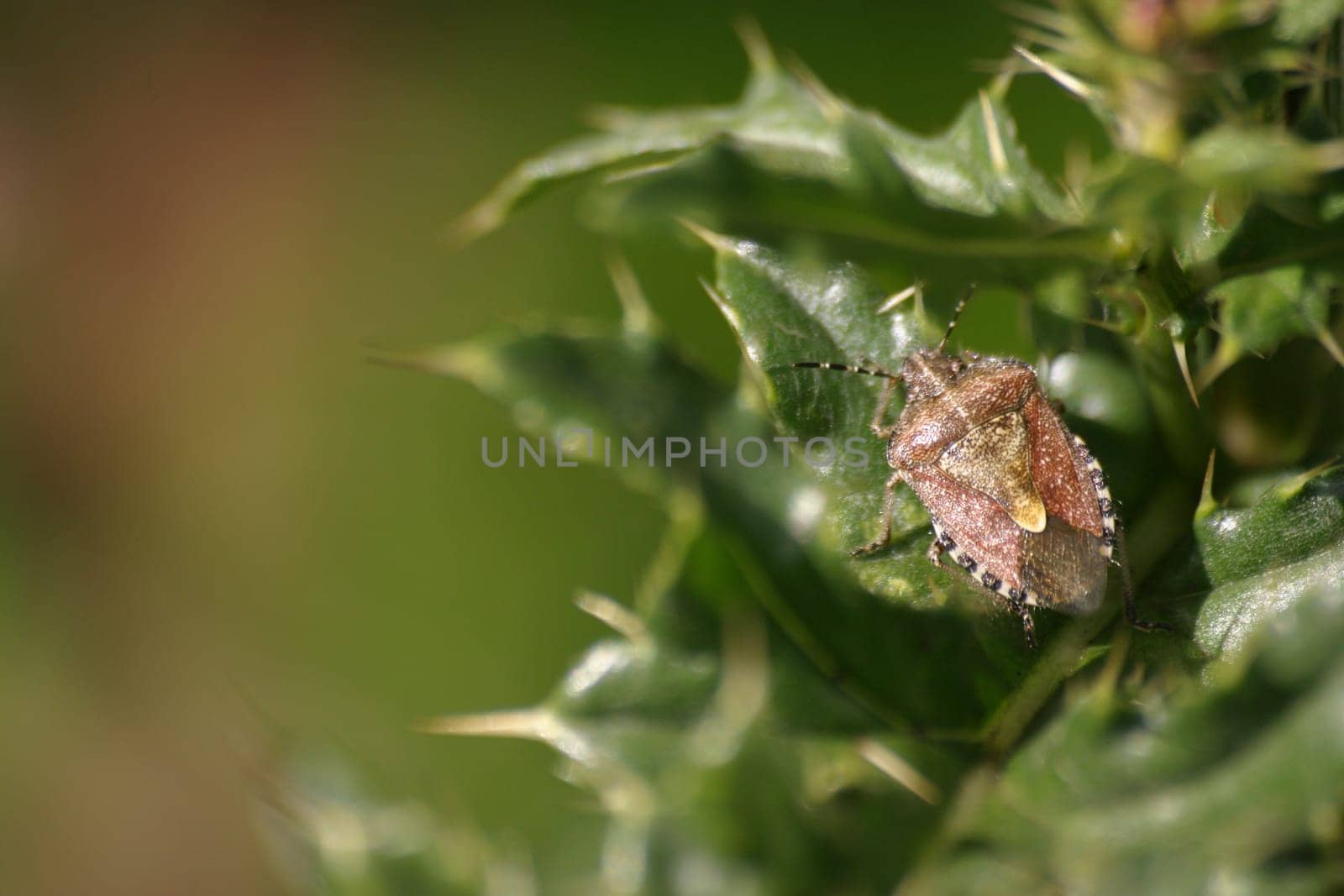 Brown stink bug