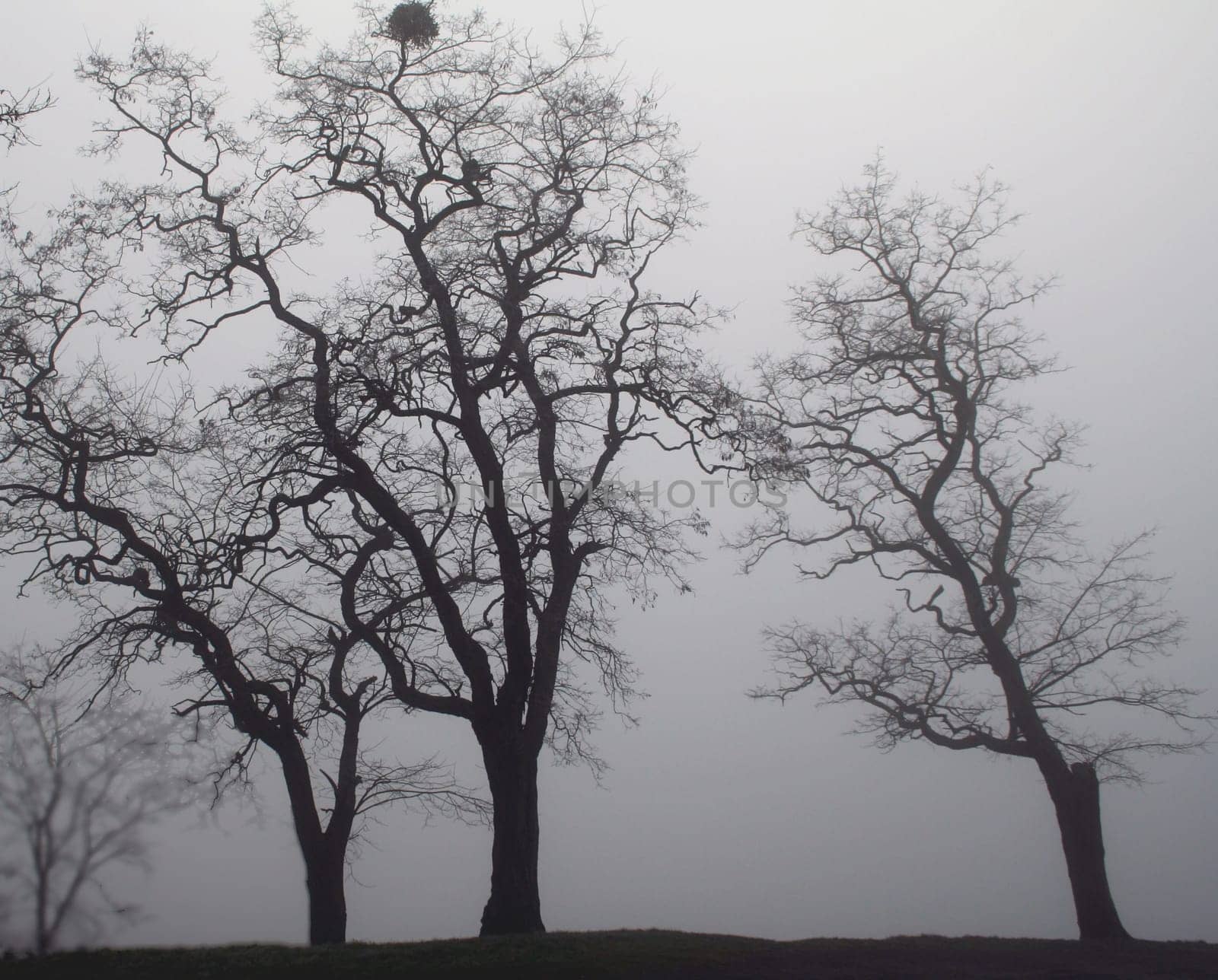 Tree triad in the fog
