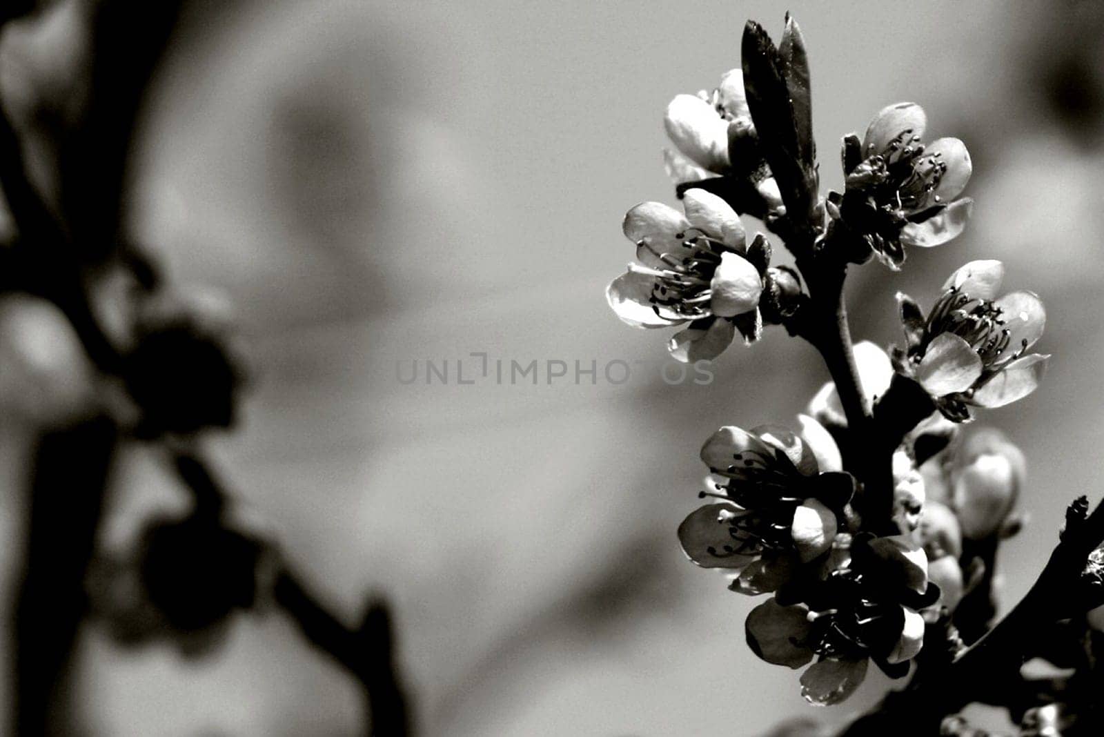 Peach blossom in black and white