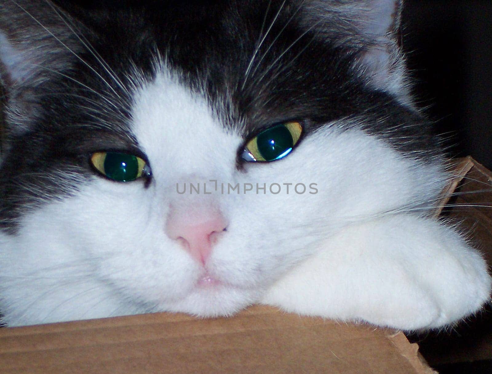 I took this snapshot the other day. Because it happened so fast,unfortunately the ears are missing. But this "faithfully stupid"" look from Maya ... What do you mean?"
